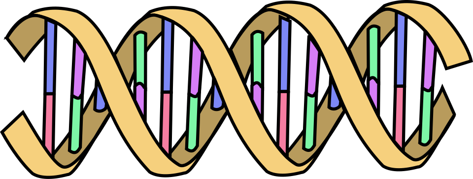 Program Image